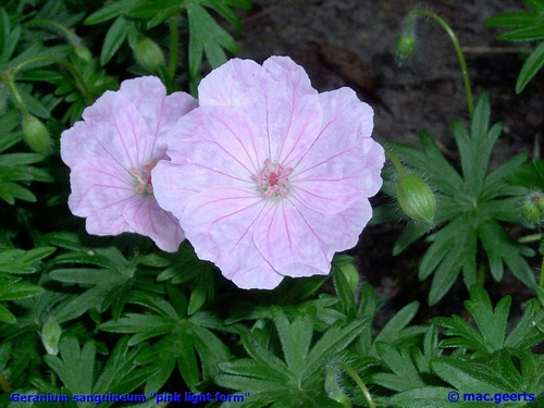 Geranium sanguineum light form